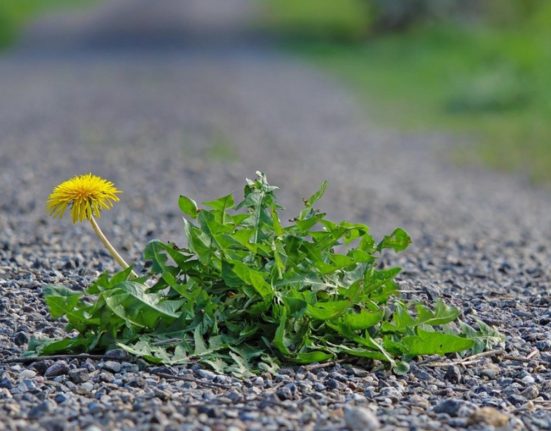 Planta care elimina negii si are beneficii incredibile