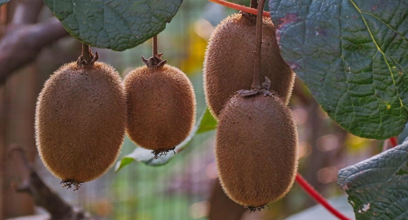 Fructul tineretii supranumit aurul galben