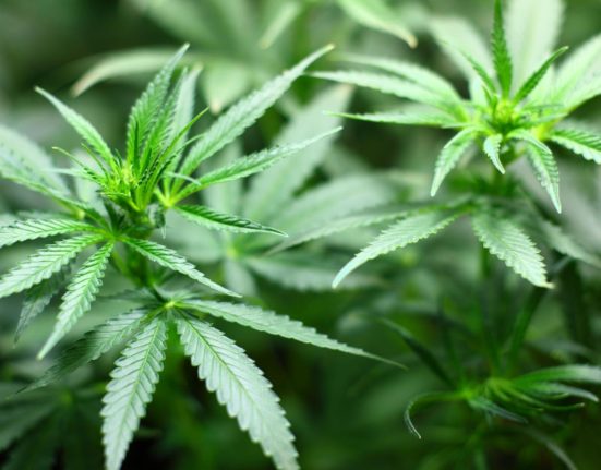 Legalizarea canabisului medicinal respinsa de Comisia de Sanatate