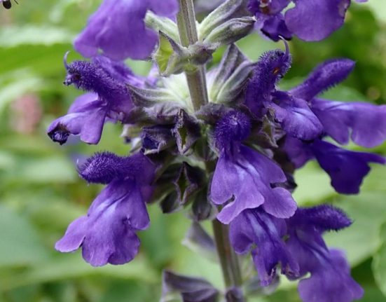 Planta care previne mirosul urat al respiratiei