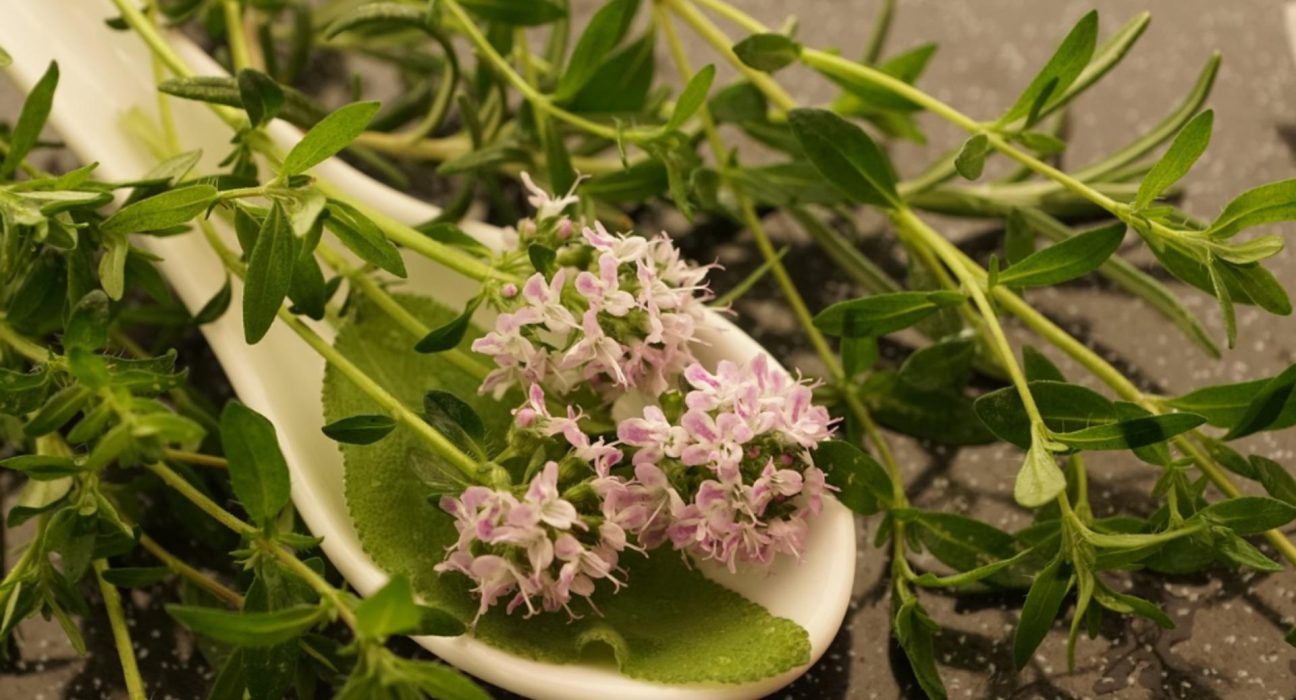 Planta cu efect antiviral puternic utila in bucatarie