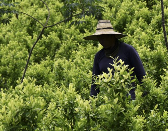 Columbia plateste fermierii sa eradice coca din radacini