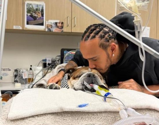 Cainele lui Lewis Hamilton Roscoe internat in spital