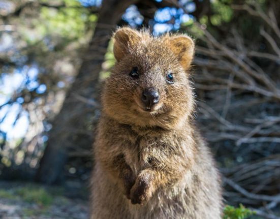 Cel mai vesel animal din lume quokka