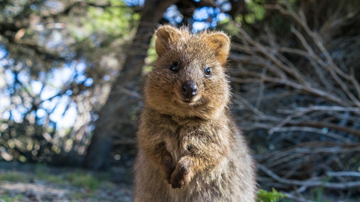 Cel mai vesel animal din lume quokka