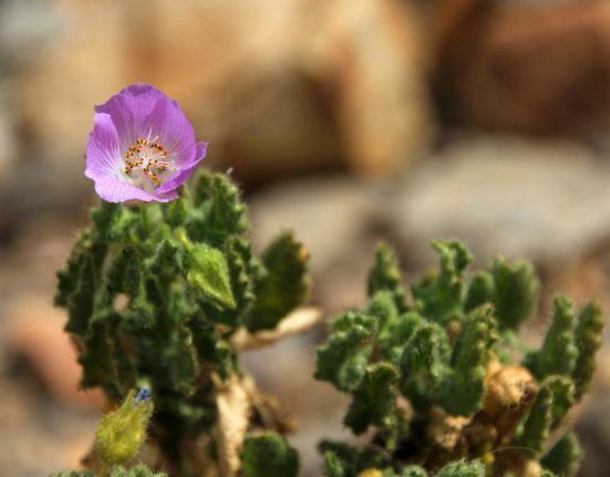 Ploile au provocat o inflorire rara in Atacama