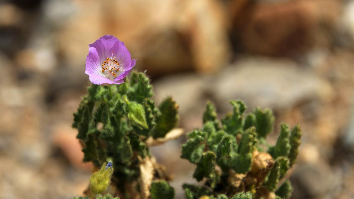 Ploile au provocat o inflorire rara in Atacama